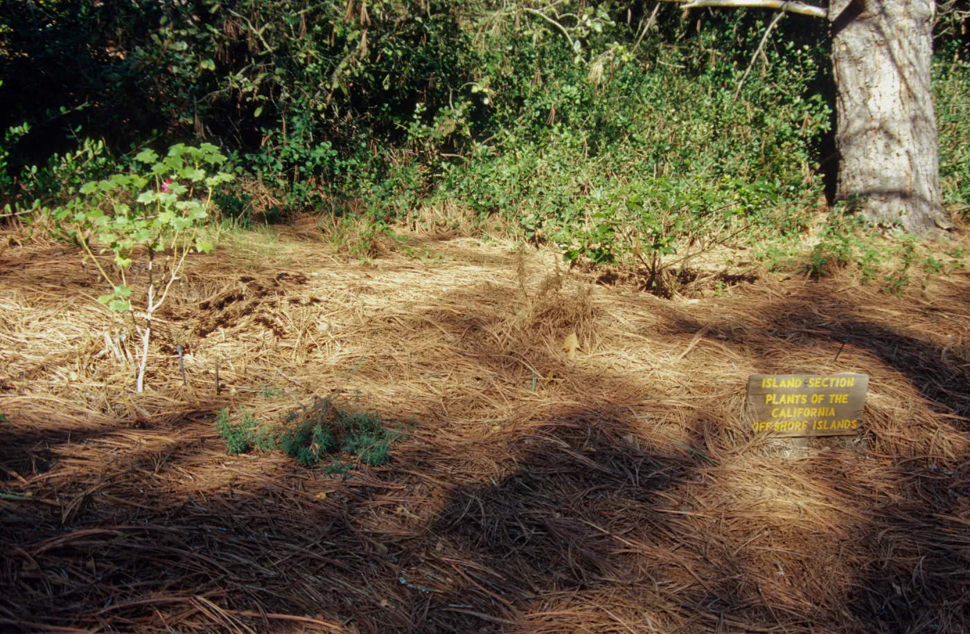 Island Section, Plants of the California Offshore Islands
