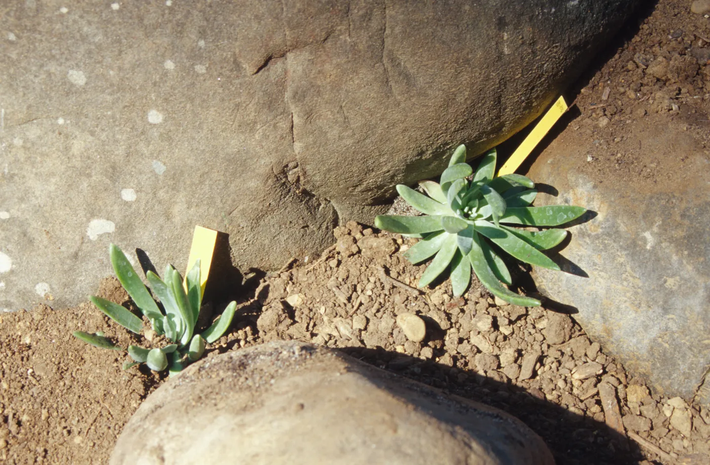 Island slope planting