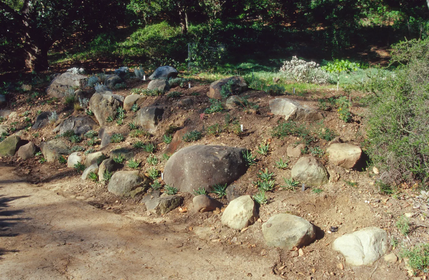 Island slope planting
