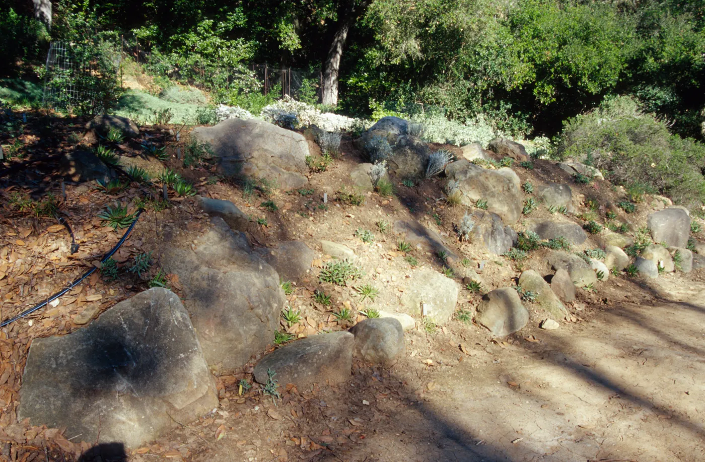 Island slope planting