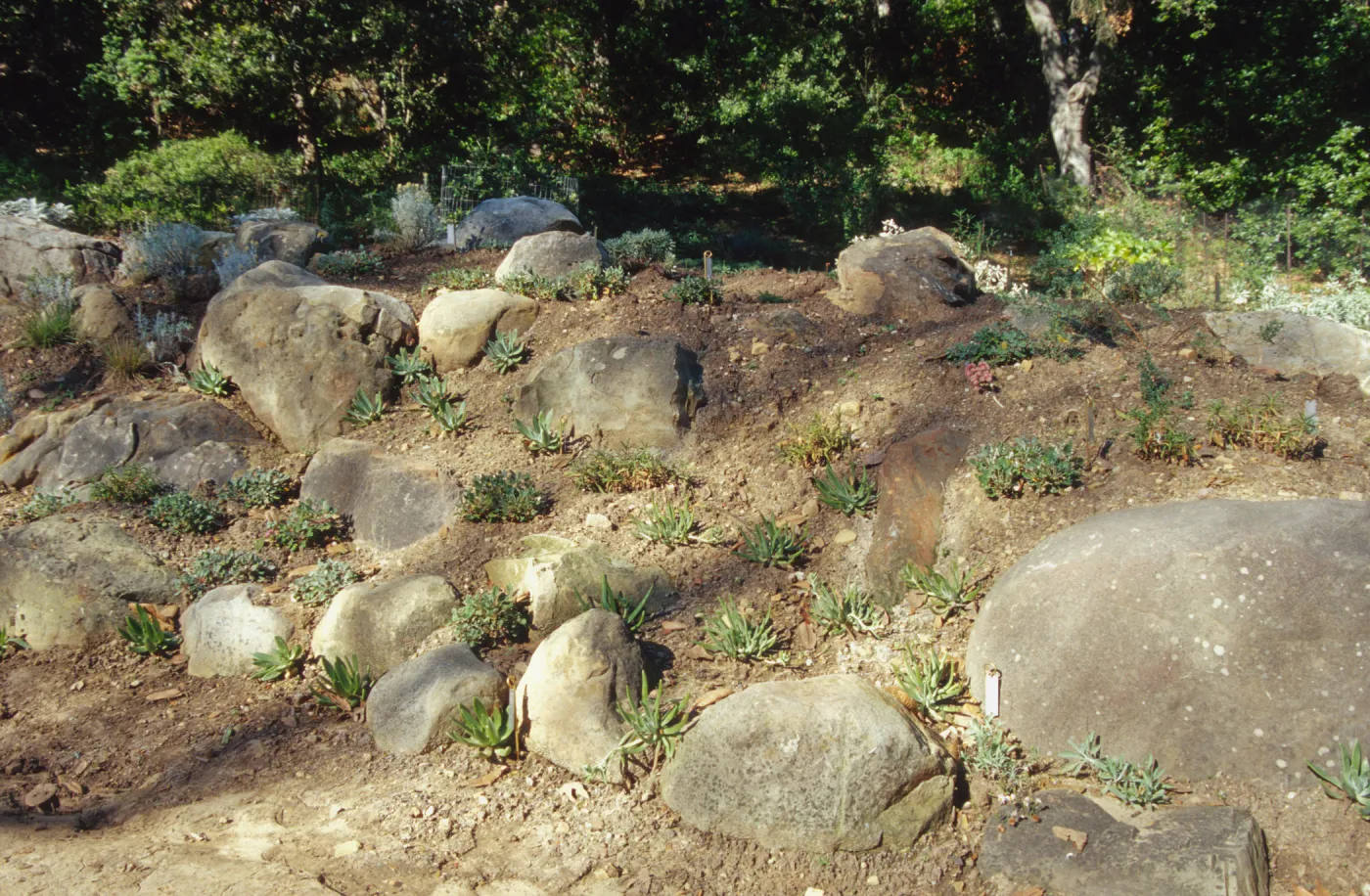 Island slope planting