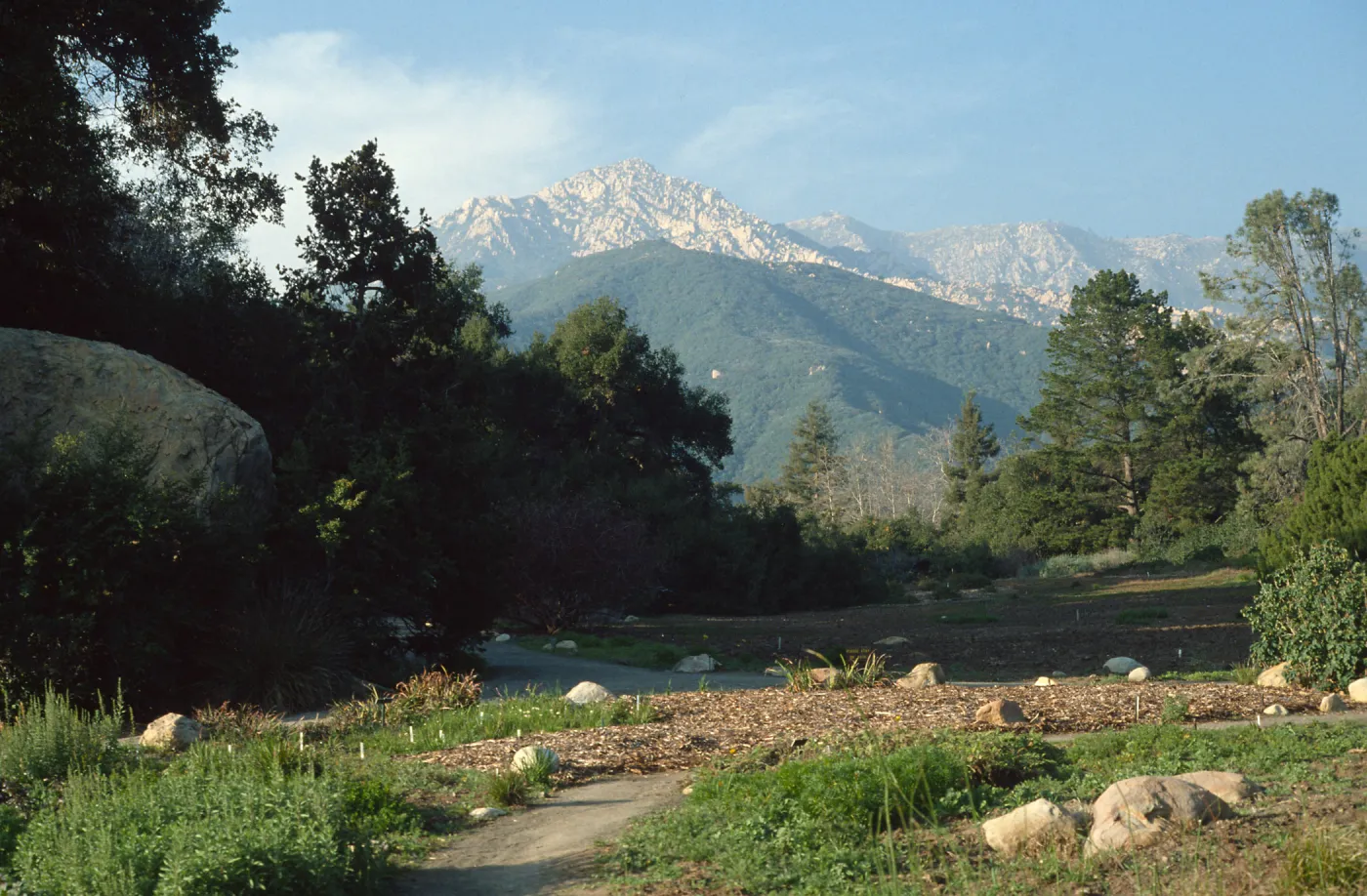 Meadow, looking north, meadow renovation project