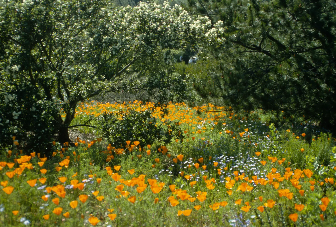 Wildflowers