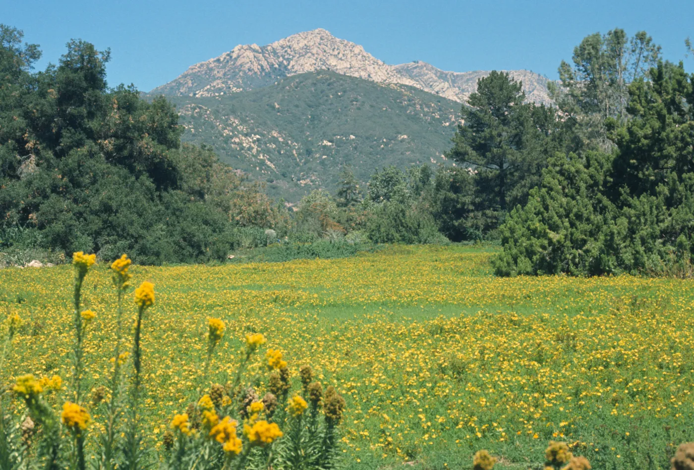 Meadow