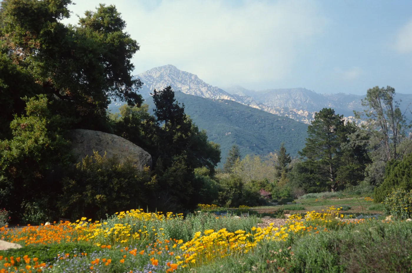 Meadow