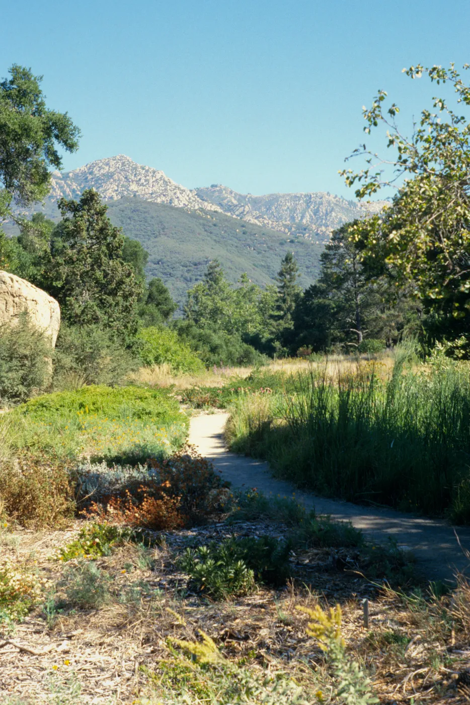 Meadow