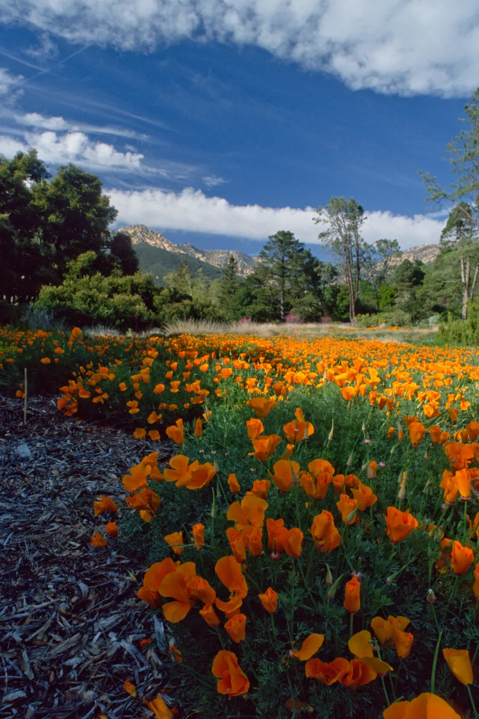 Meadow with poppies