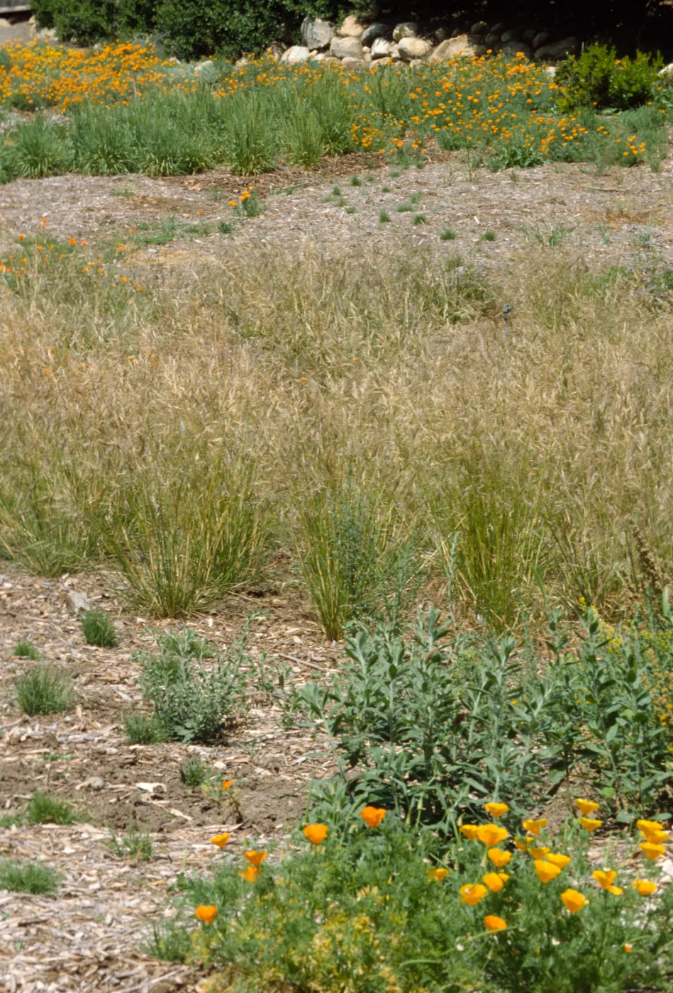 Meadow plantings