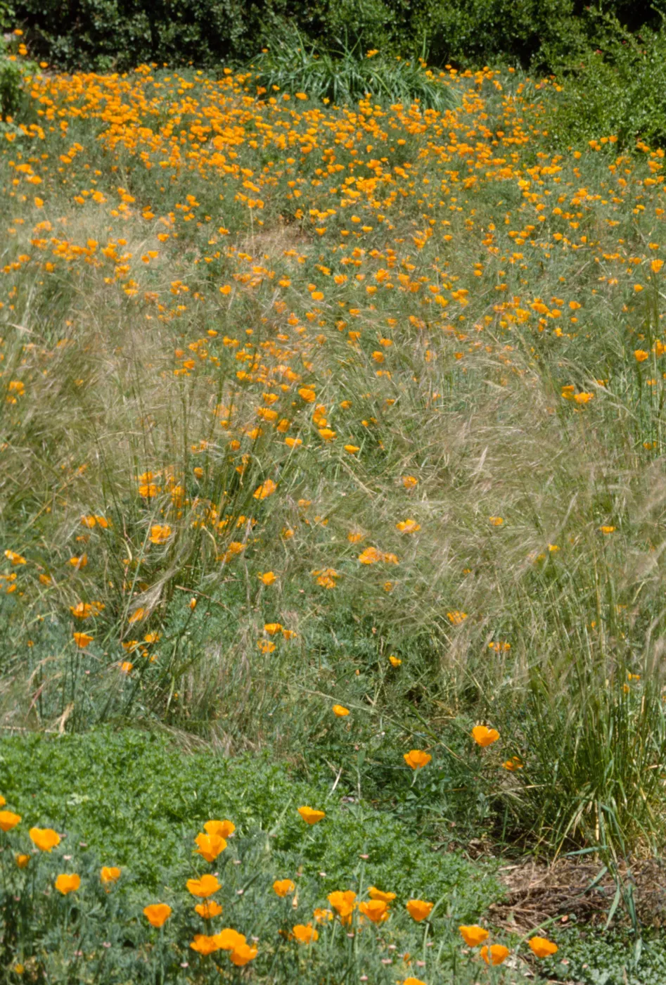 Meadow