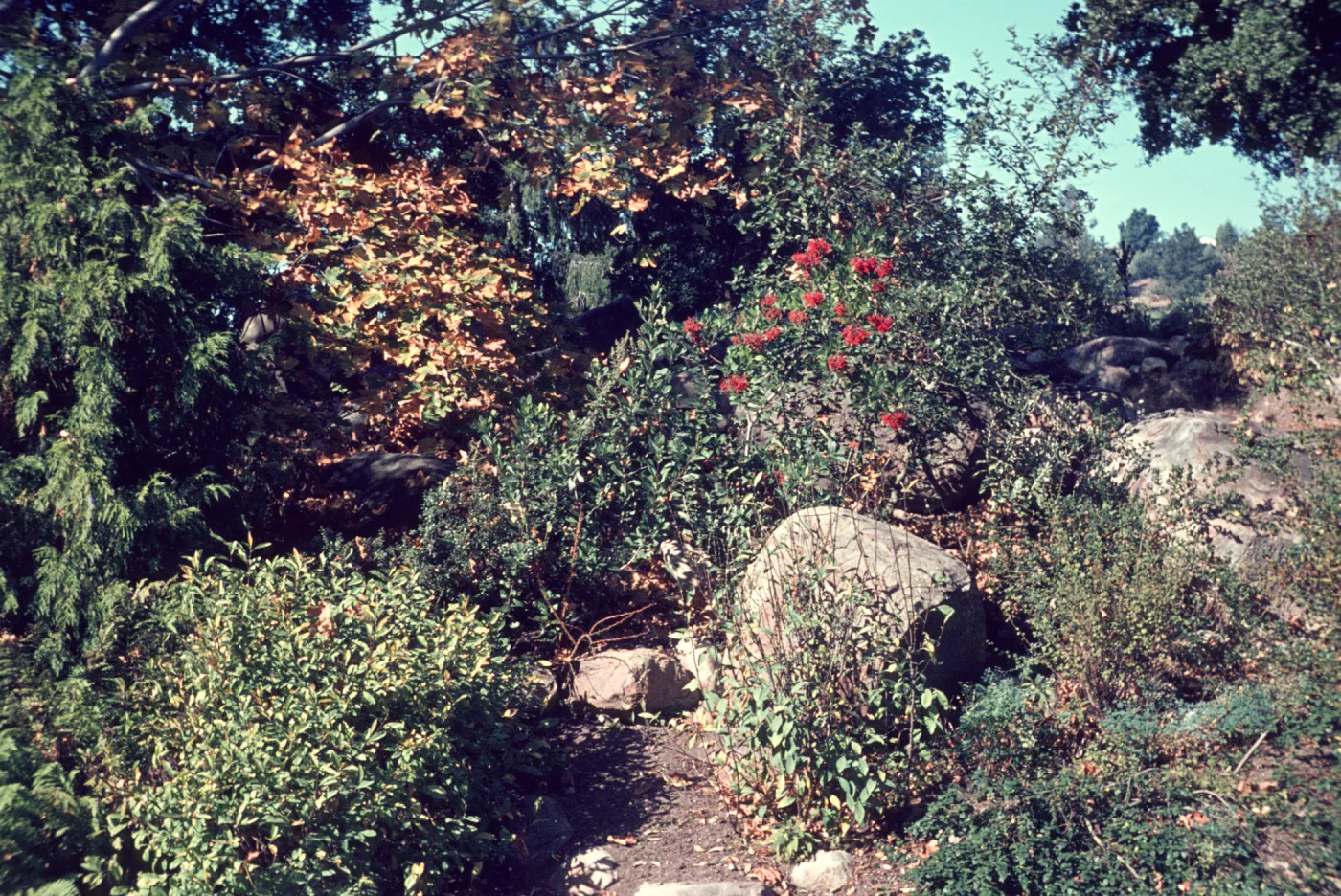 Border planting