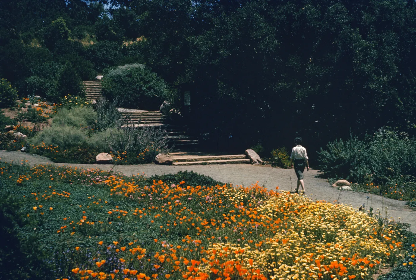 lower Meadow in bloom, with old Entrance steps