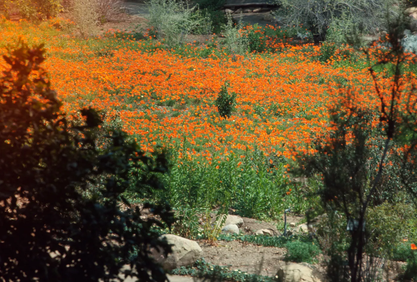 Meadow with poppies in bloom