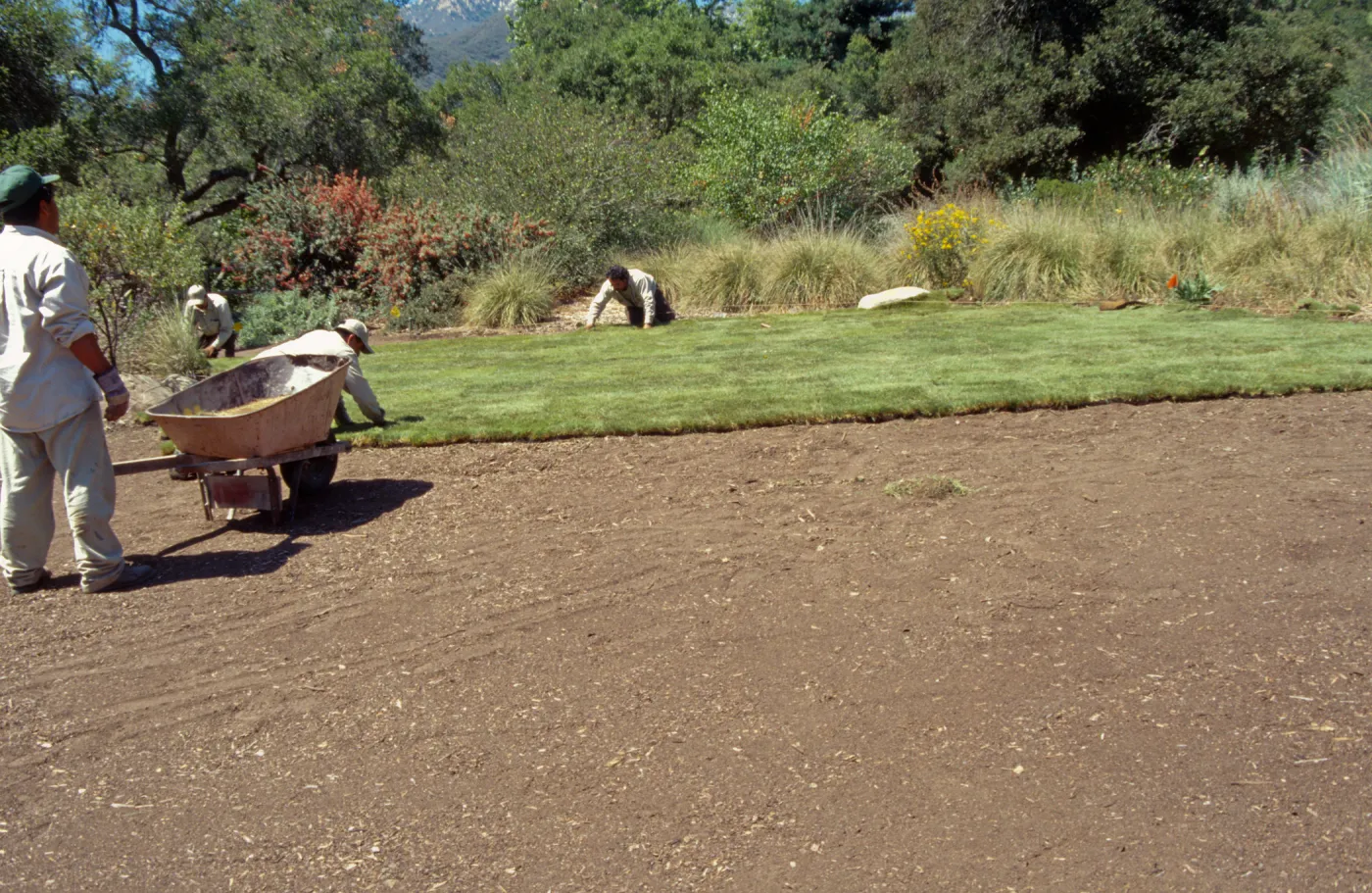 new Meadow Lawn installation