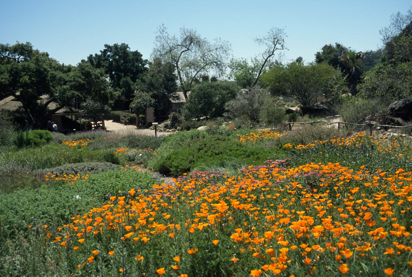 Ground cover display, view to the courtyard