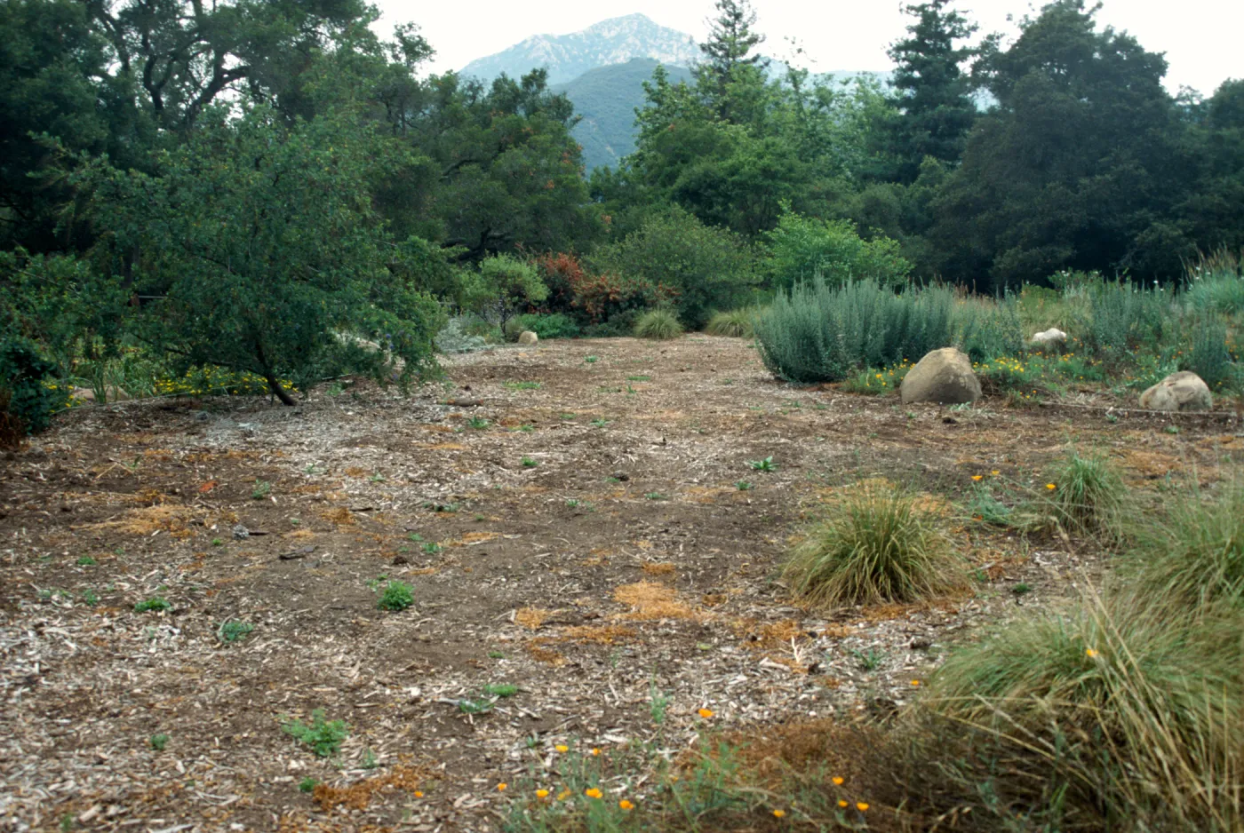 Lawn area, prepared