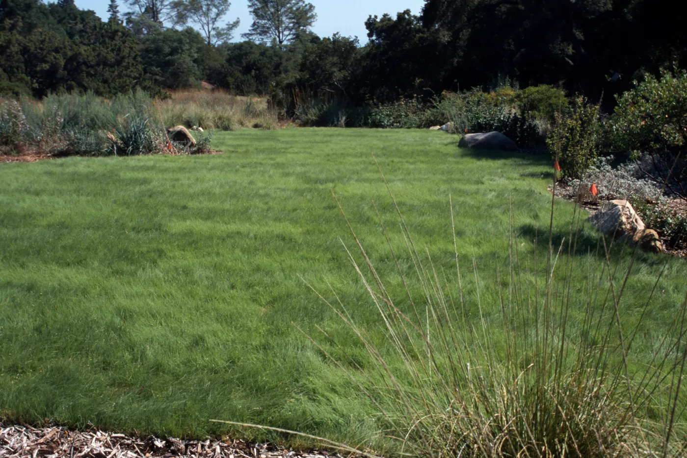 Lawn, looking south