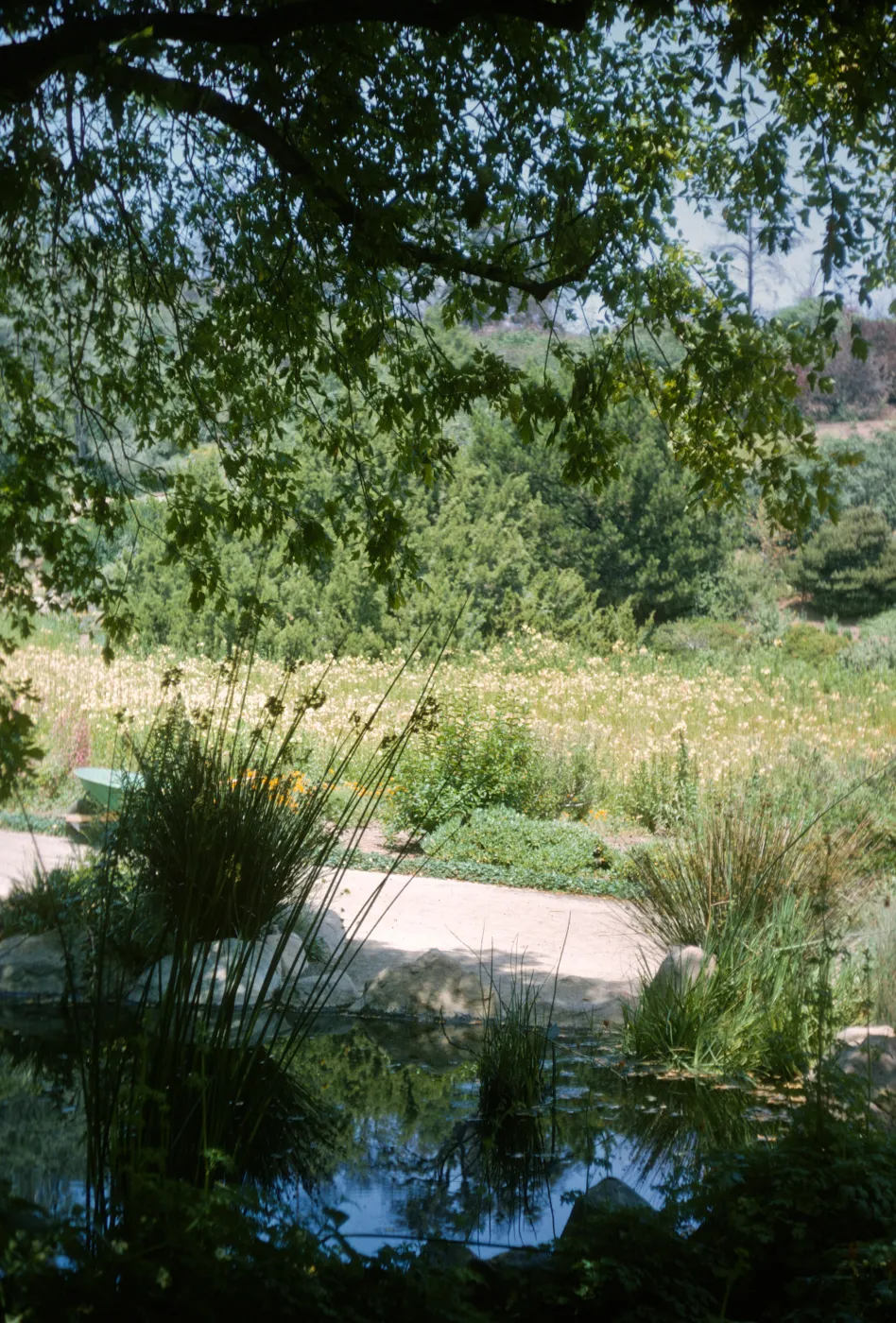 Pond, looking to meadow