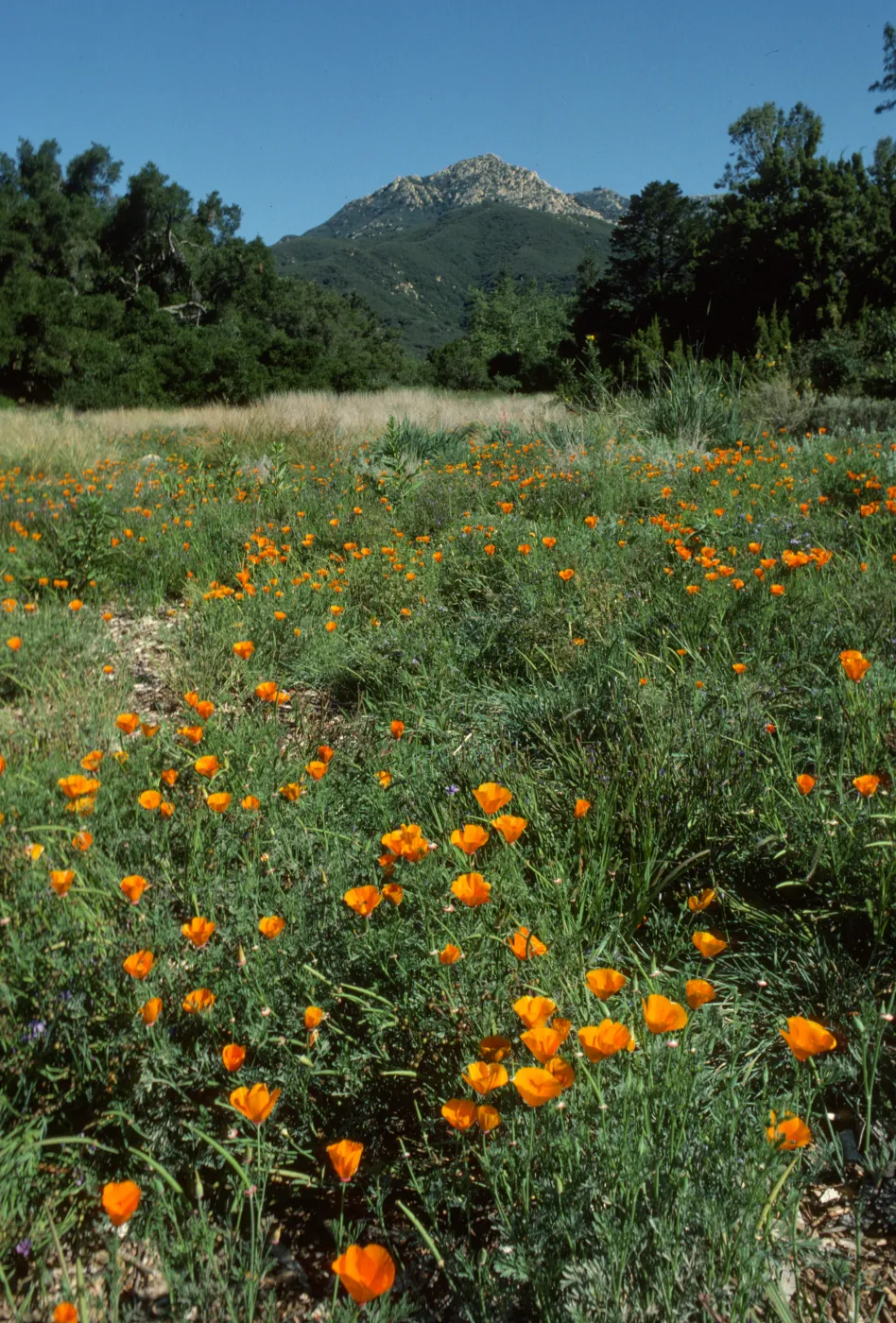 Poppies in Meadow, La Cumbre Peak