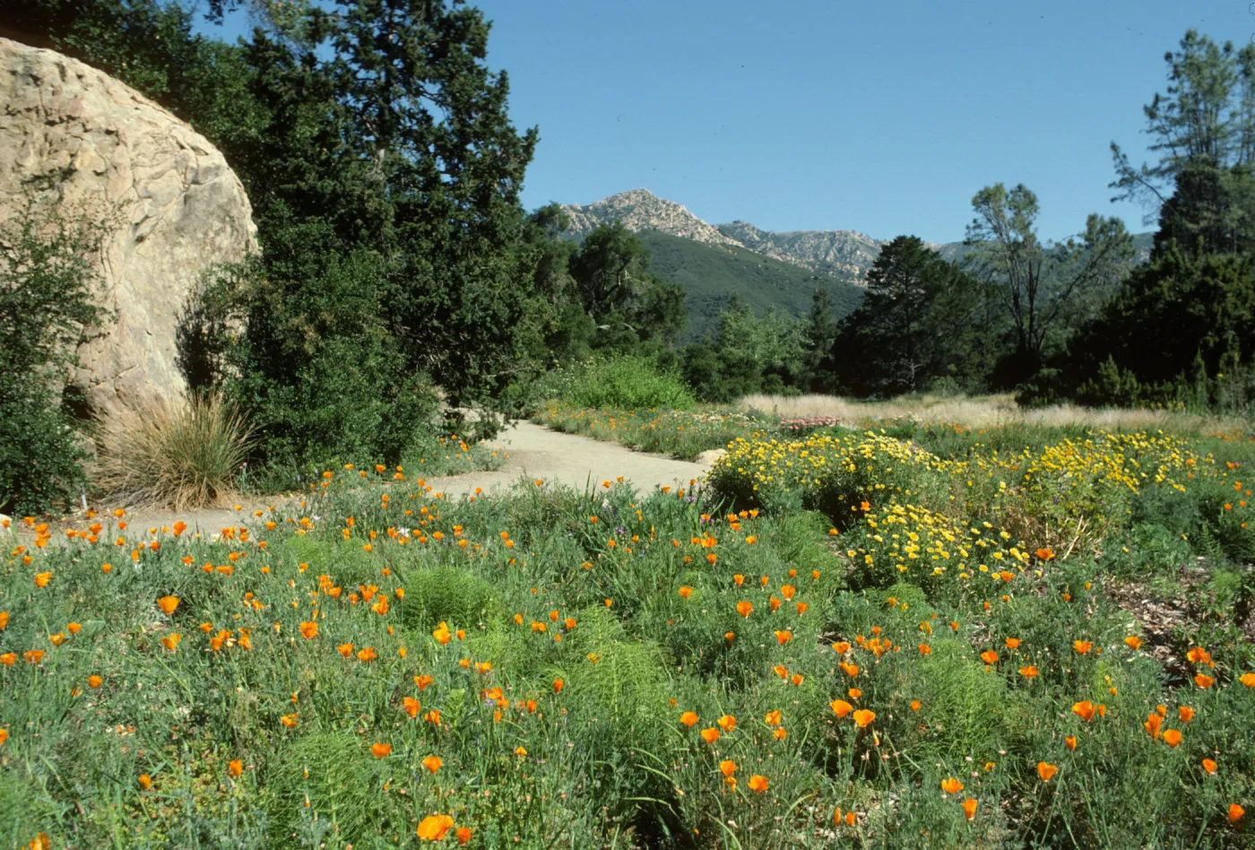 Blaksley Boulder and Meadow