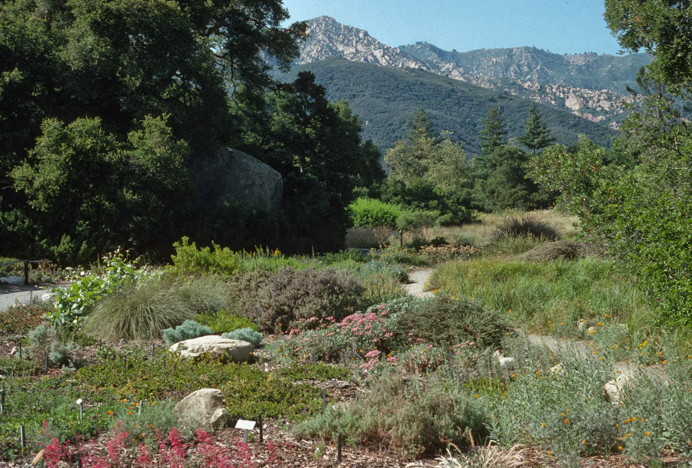 Ground cover display with a view to the mountains