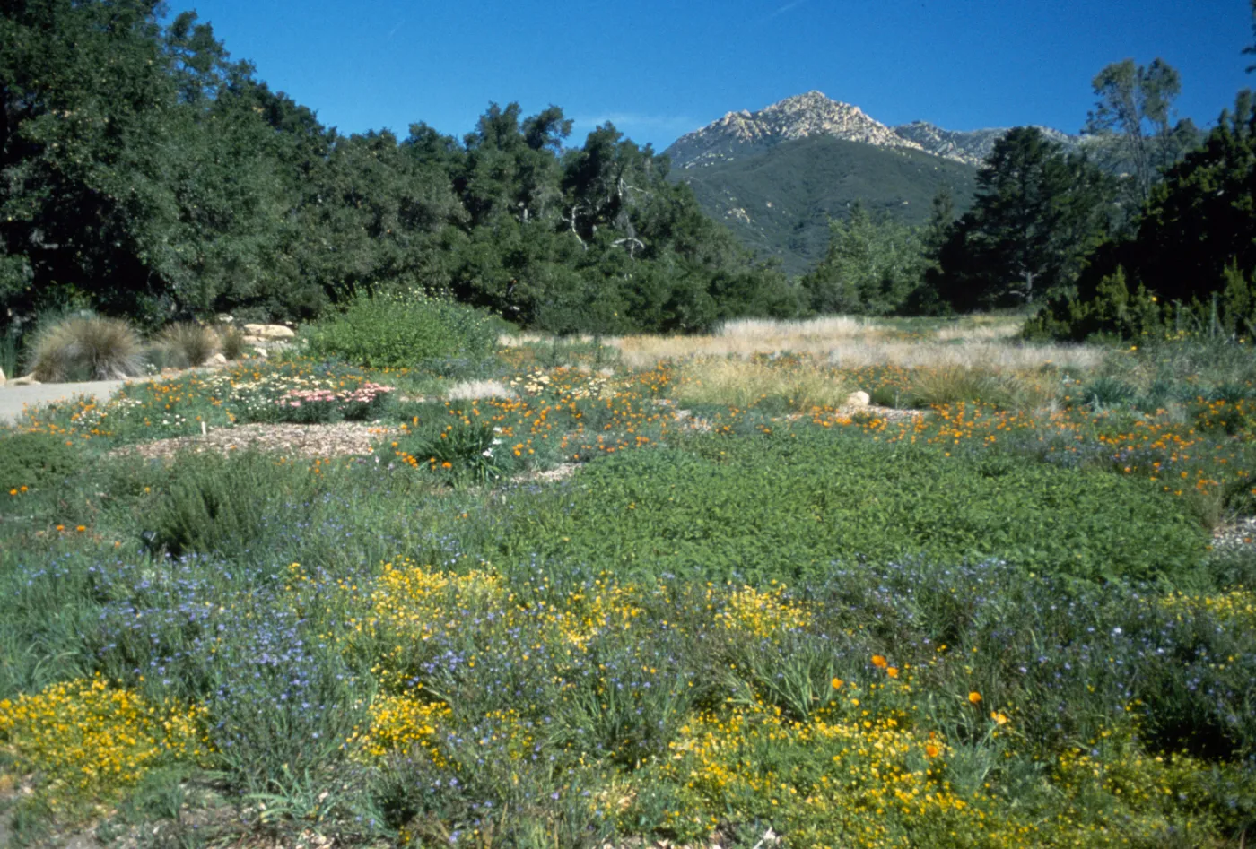 Meadow, looking north to La Cumbre Peak