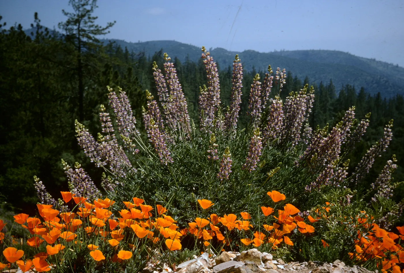 Lupine & poppies in bloom, conifer forest