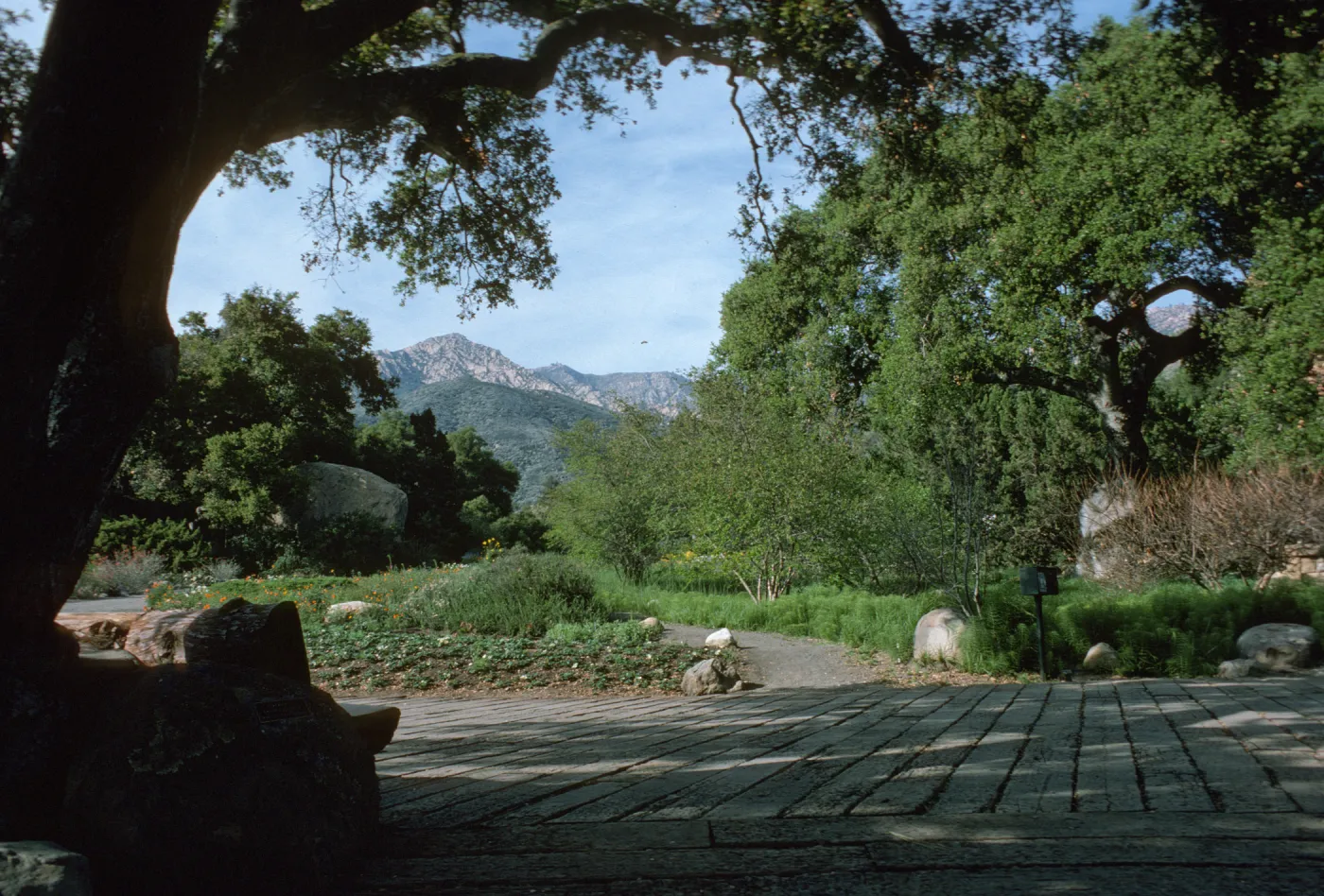 Meadow and mountain view from the entrance oak (Coastal Live Oak), foot path entrance at lower Meadow by Entrance Kiosk