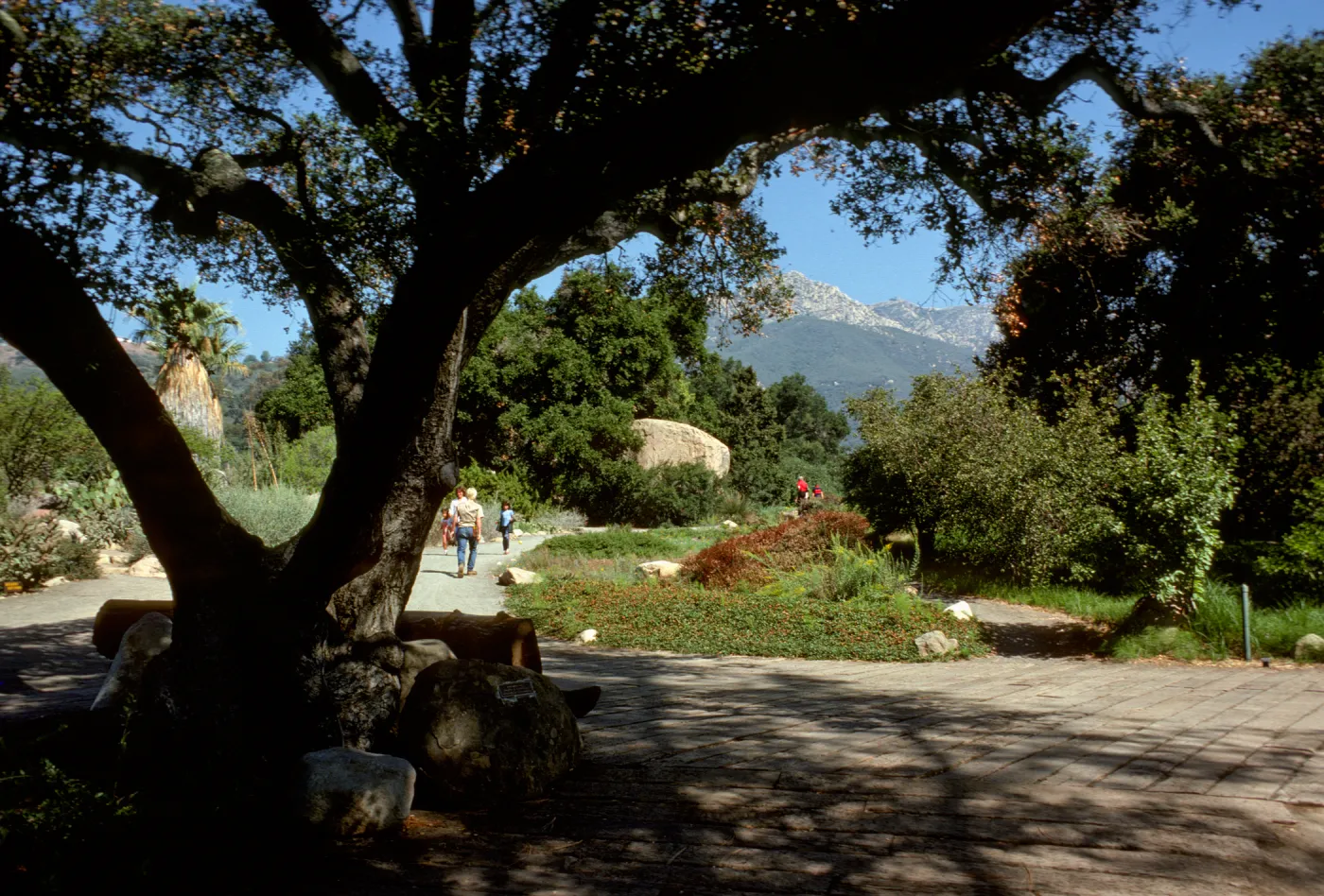 Garden and mountain view, from under the entrance oak (Coastal Live Oak)