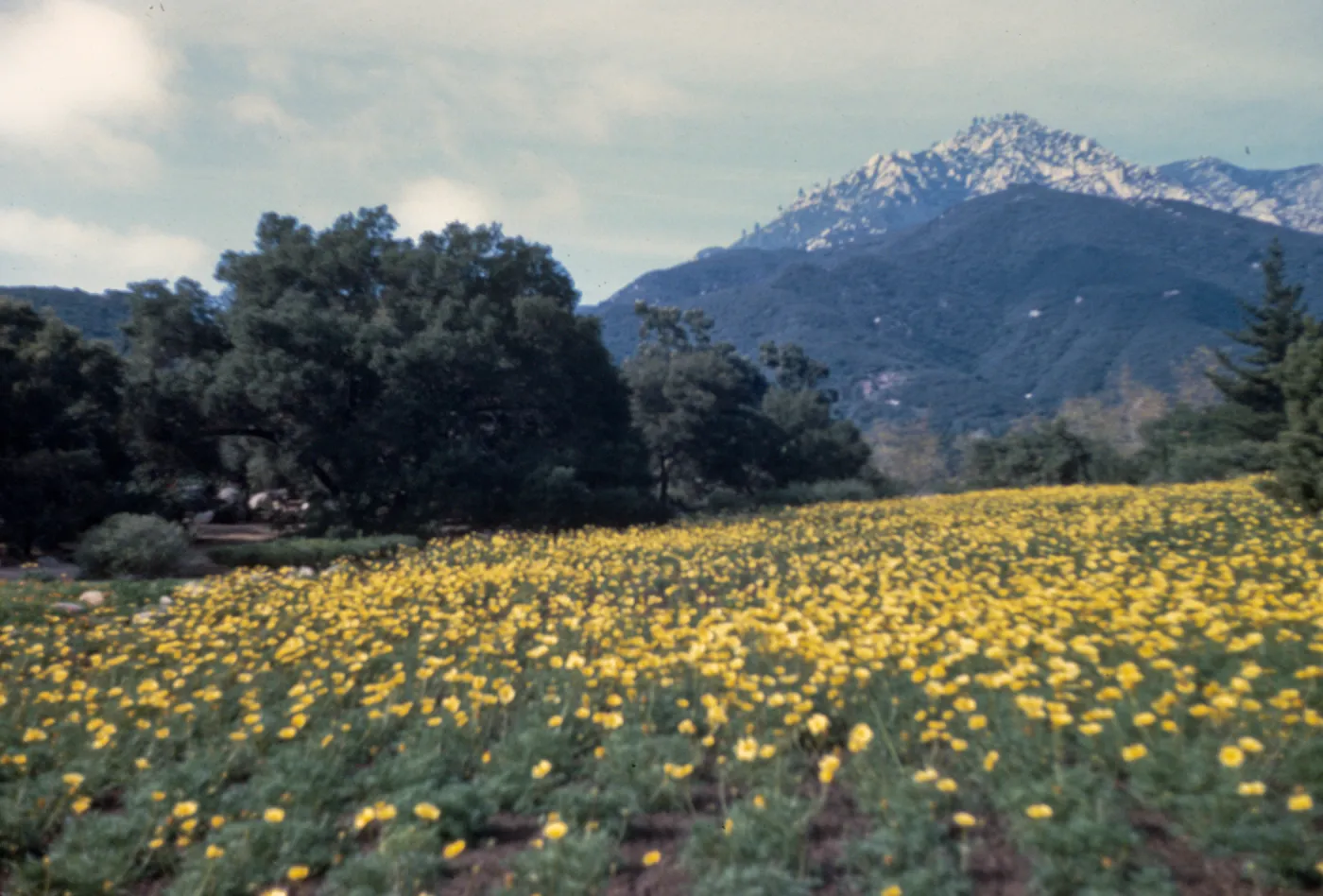 Coreopsis maritima Meadow, 1946