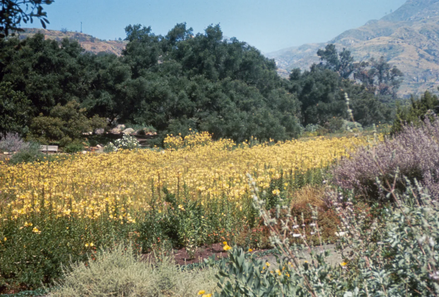 Meadow in Spring of 1965, Oenothera hookeri in bloom