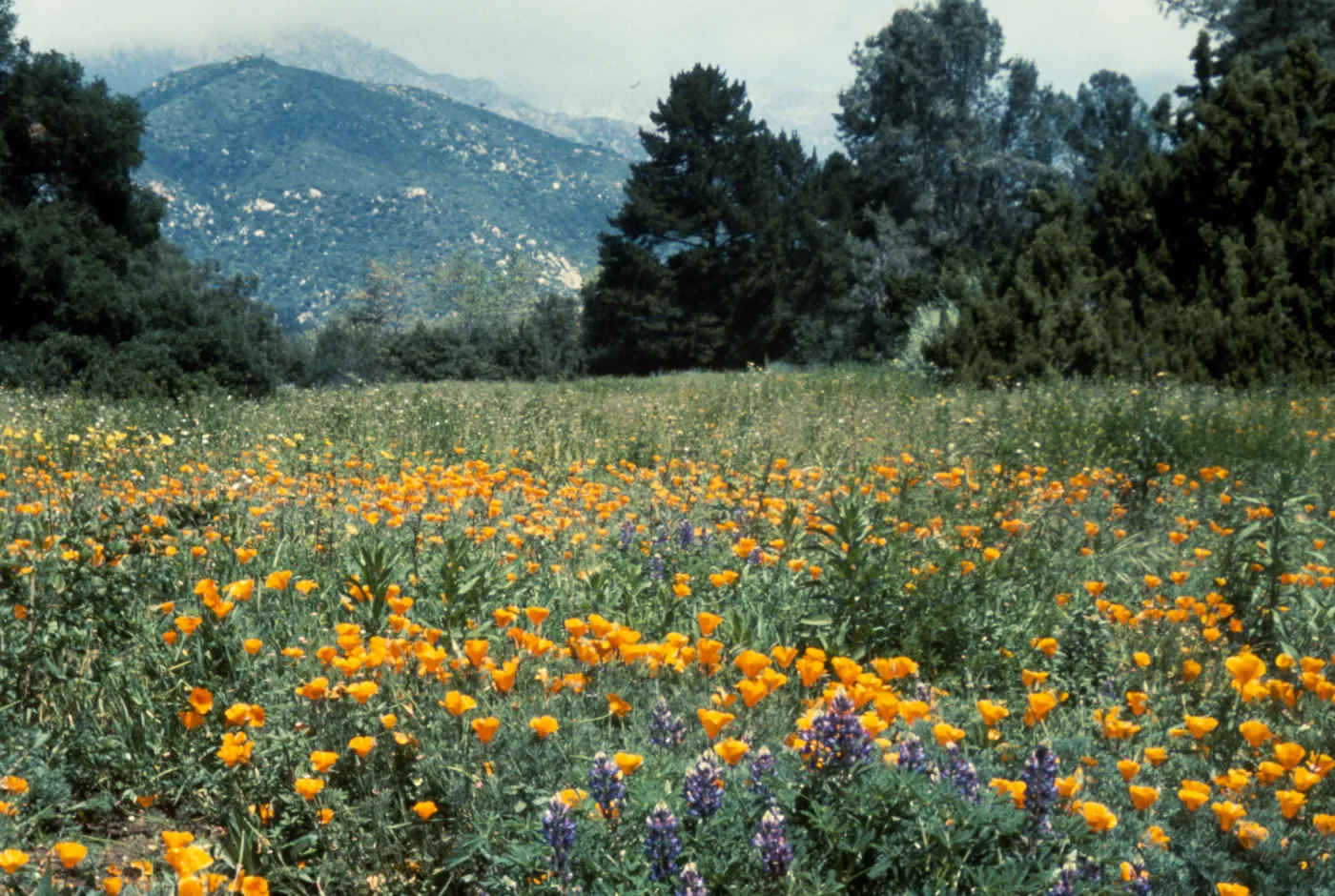 widflowers in Meadow 