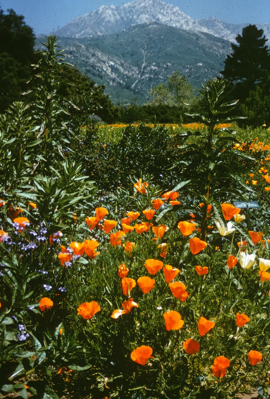 Poppies to mountain view, SBBG Meadow