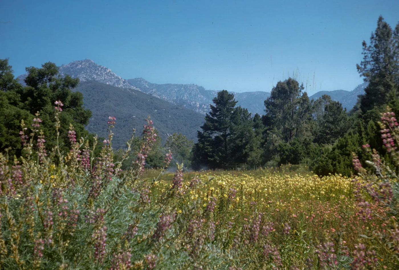 SBBG Meadow in bloom (Lupine) (Evening Primrose)