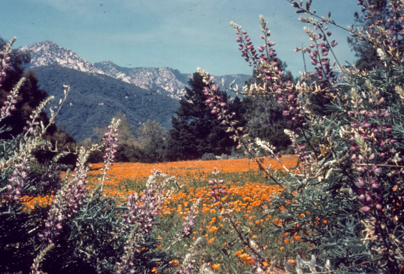 poppies in the Meadow