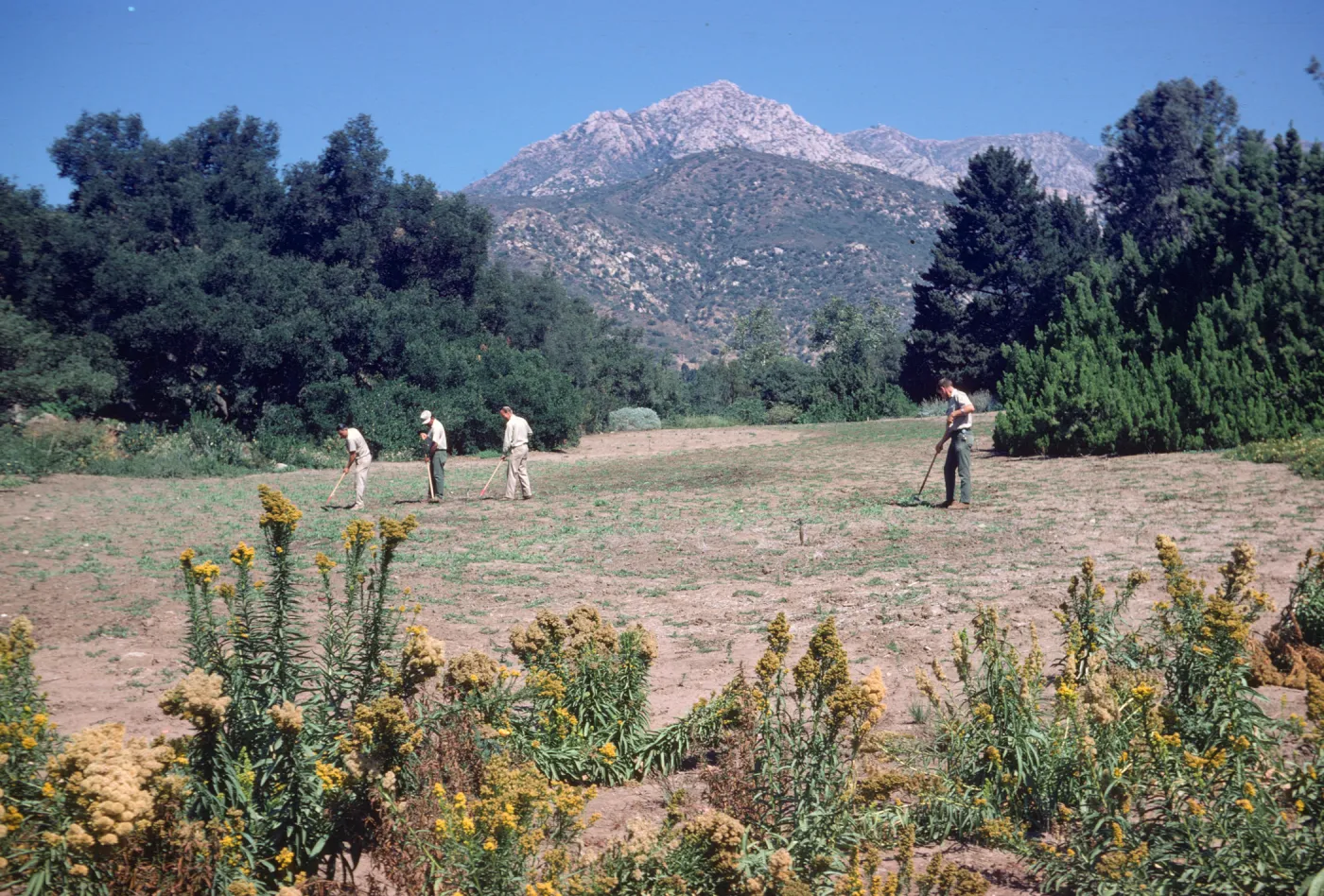 SBBG Meadow