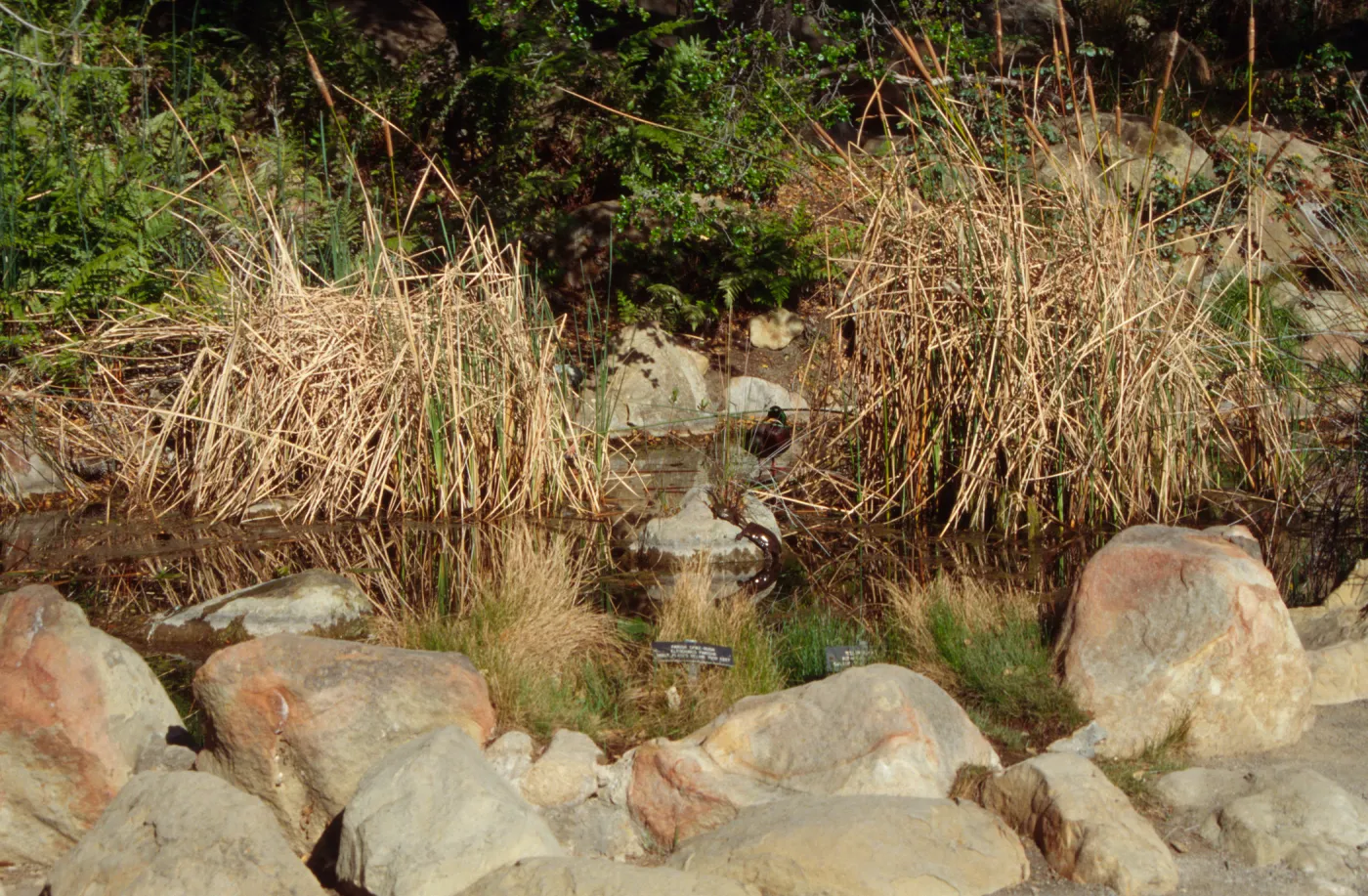 SBBG Pond
