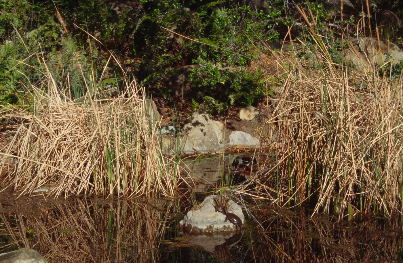SBBG Pond