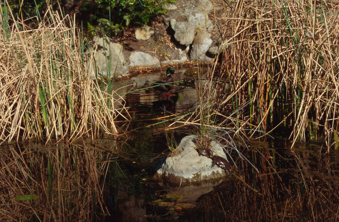 SBBG Pond