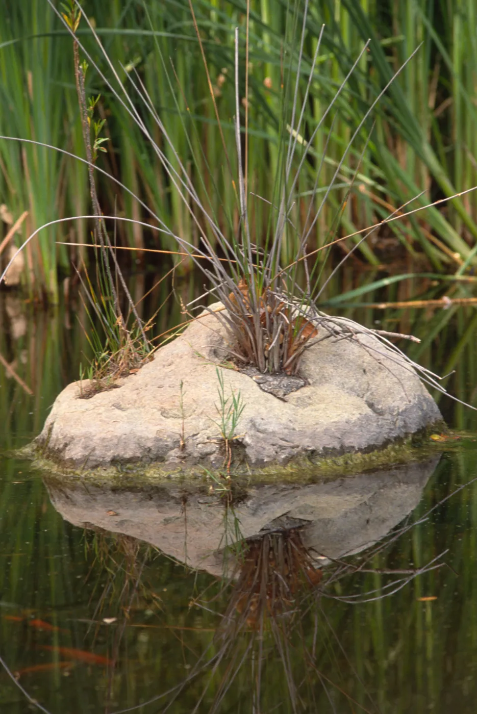 SBBG Pond