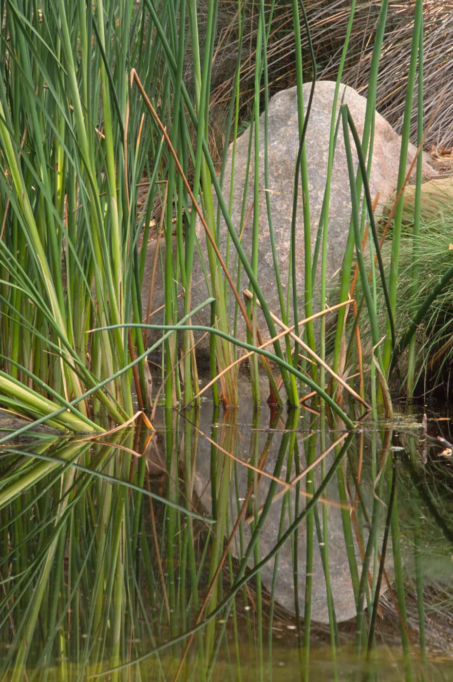 SBBG Pond