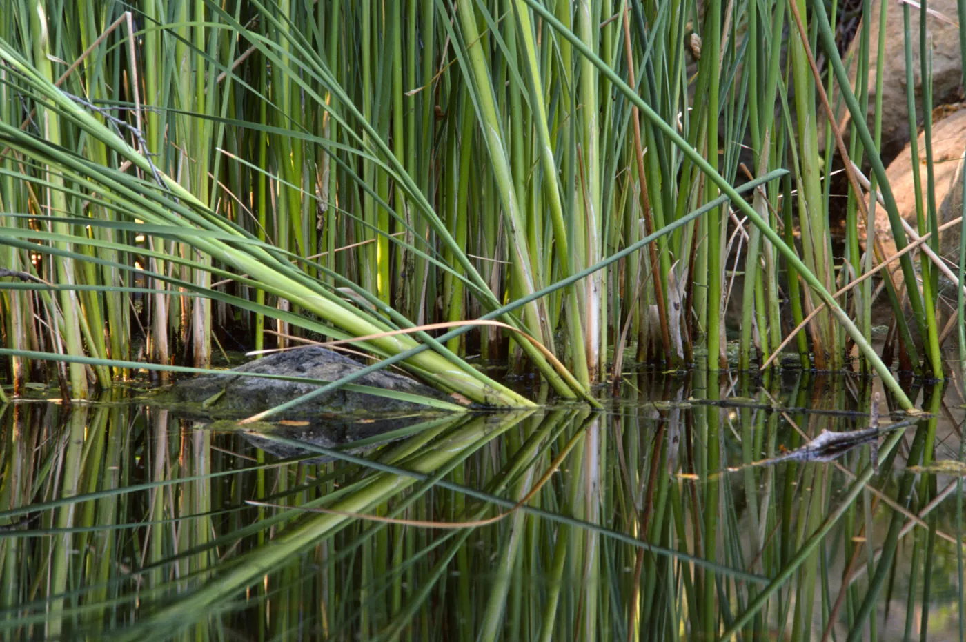 SBBG Pond