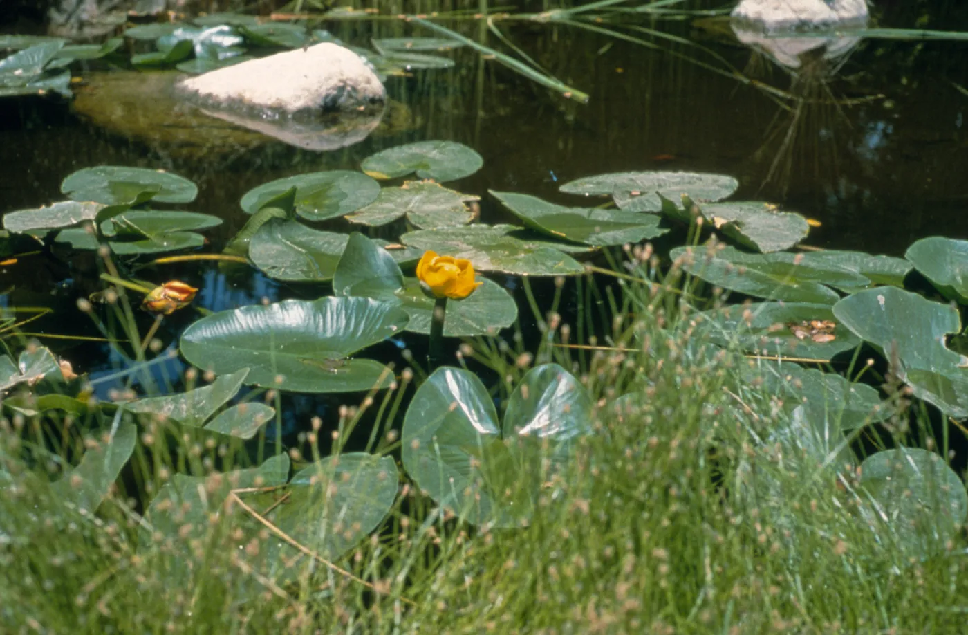 Water Lilies blooming in SBBG Pond
