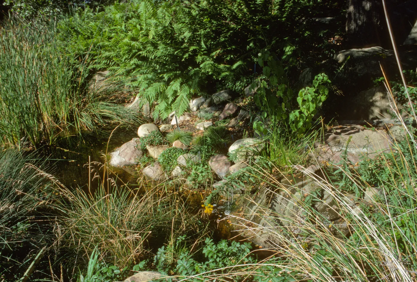 SBBG Pond