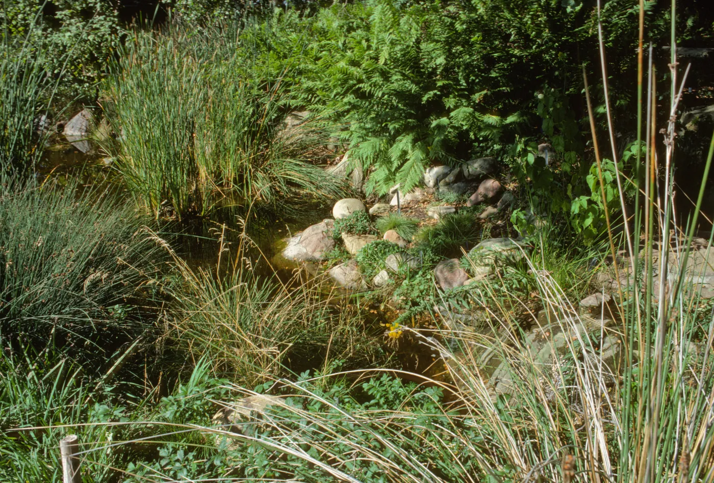 SBBG Pond
