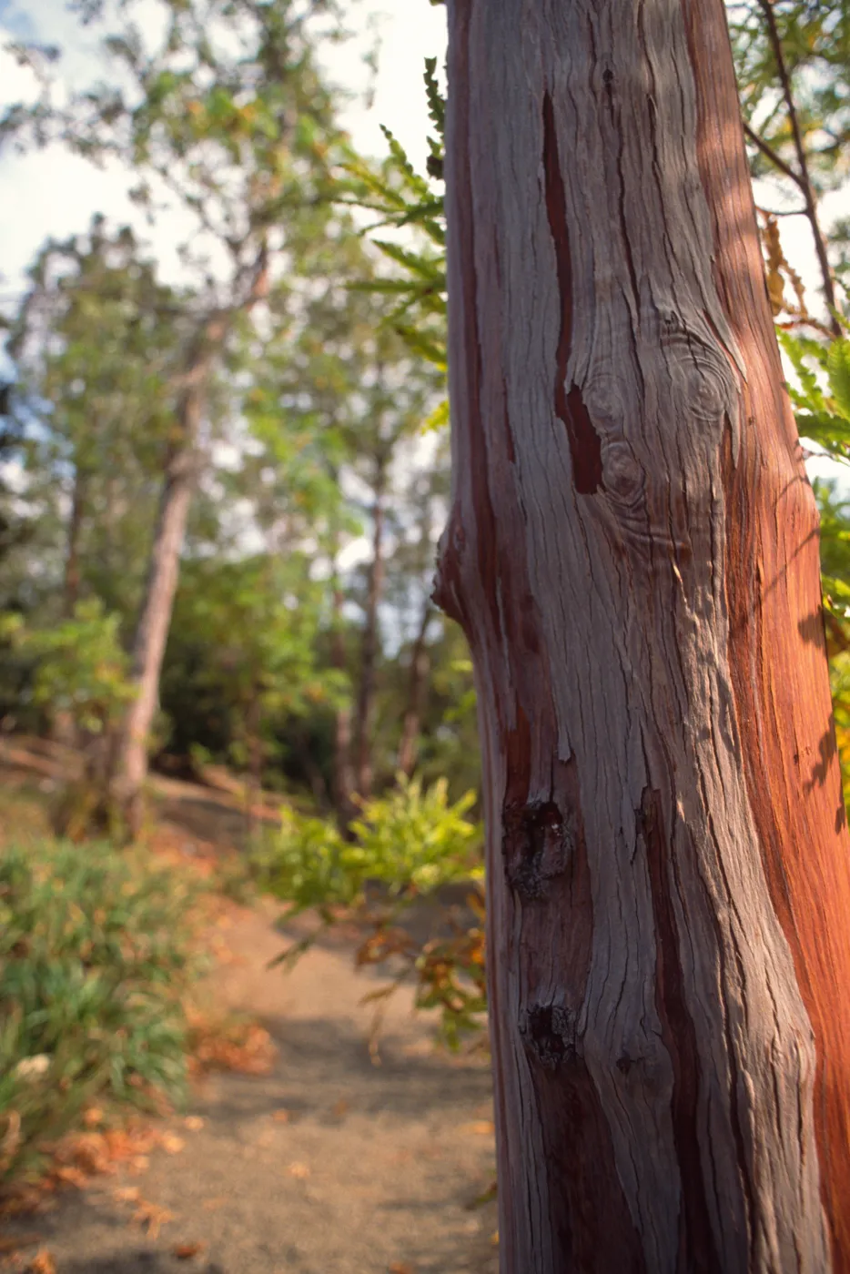 Tree on Porter Trail
