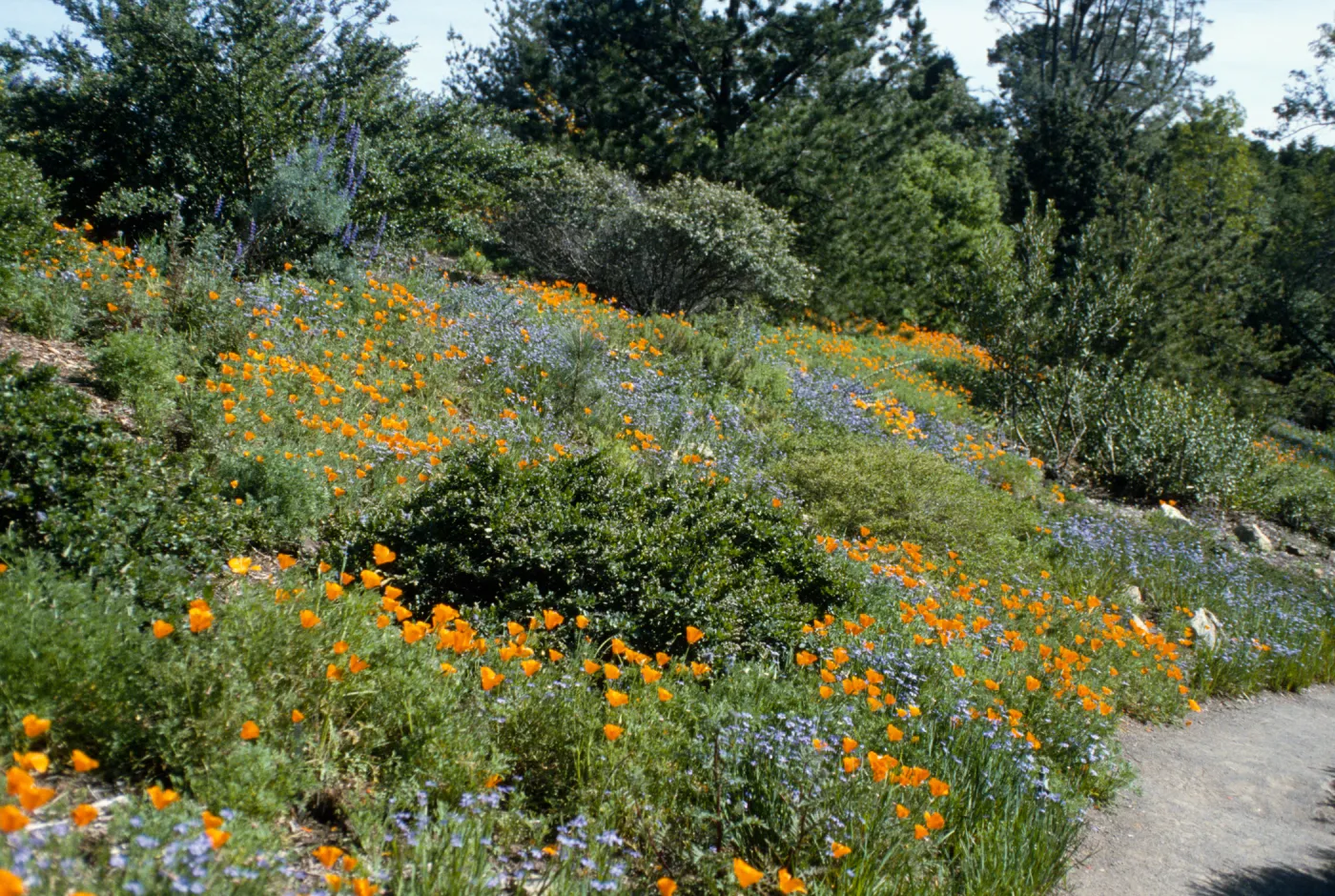Spring Bloom Along the Porter Trail