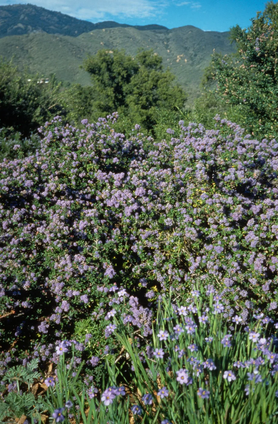 Ceanothus (California Lilac) in Bloom on Porter Trail