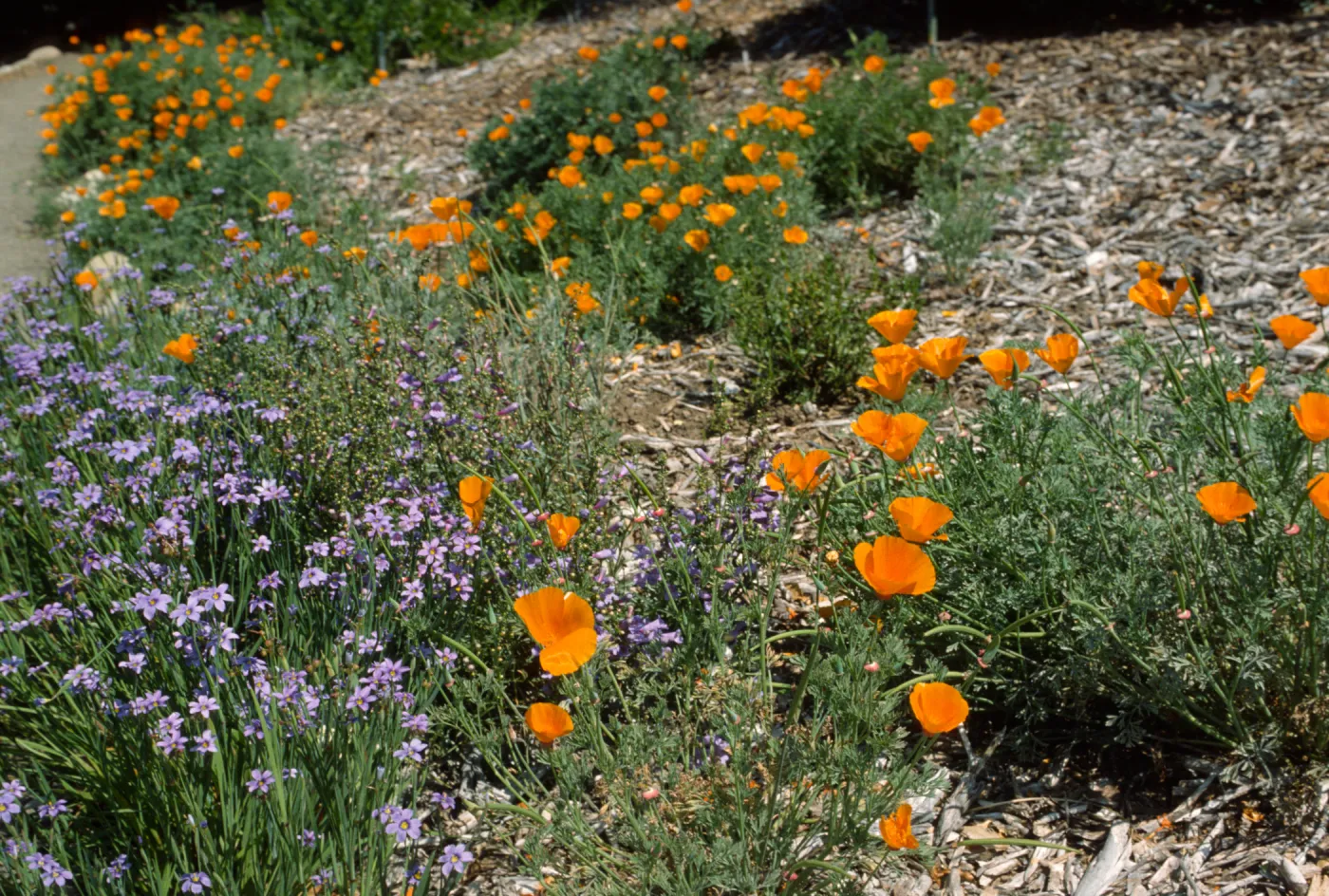 Poppies and Blue-Eyed Grass on the Porter Trail