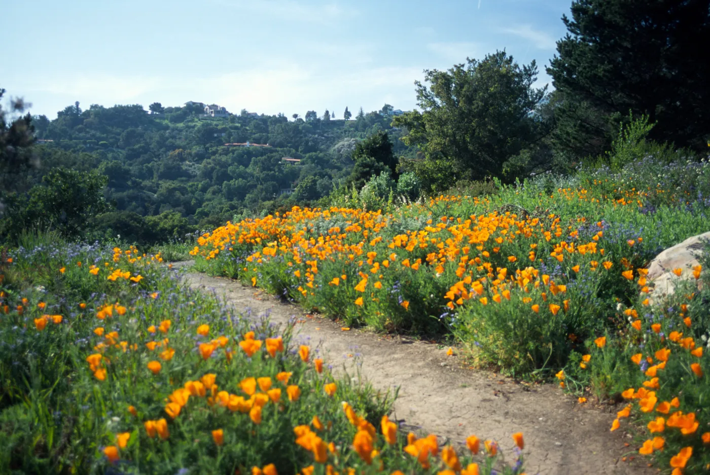 Poppies along the Porter Trail