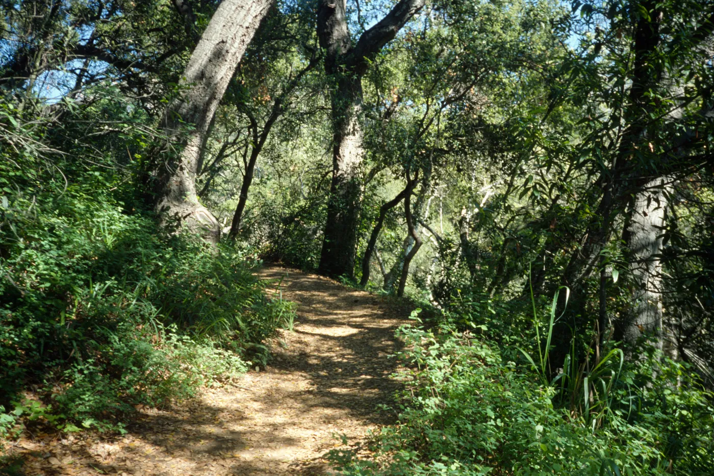 Pritchett Trail